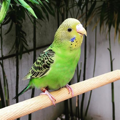 buy golden parakeet   sale top breeders adoption ready