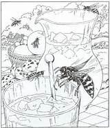 Kleurplaat Kleurplaten Wespen Ums Huis Kleurplatenenzo Insecten Volwassenen Persoonlijke Vlinders Tekeningen Malvorlage sketch template