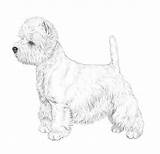 Terrier Highland West Coloring Pages Westie Westies Sketchite Sketch Drawings Template sketch template