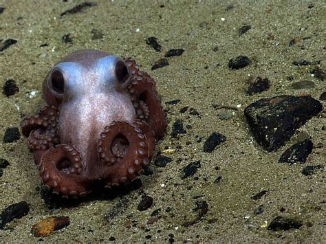 la ciencia avala al pulpo como animal de compania