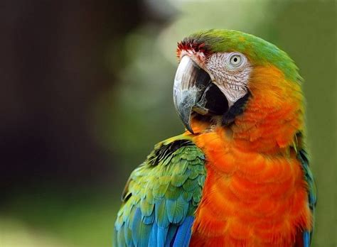 753 Best Bird Parrot Care Training Taming Diys Humor