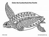 Turtle Leatherback Coloring Sea Drawing Pages Printable Visit Paintingvalley Leather sketch template