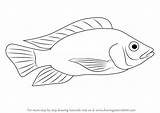 Tilapia Drawing Fish Draw Step Silhouette Coloring Pages Learn Choose Board Drawings Fishes Tutorials sketch template