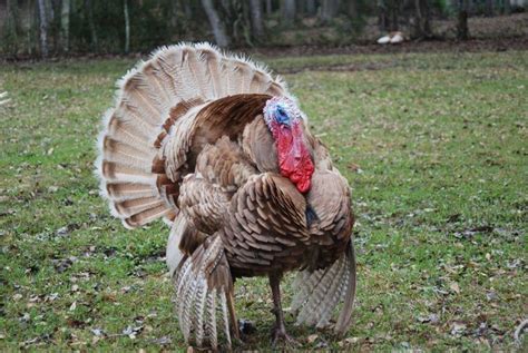 auburn turkey alchetron the free social encyclopedia