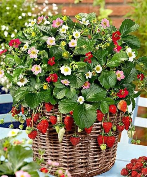 heres  fun   grow strawberries   basket  housekeeper