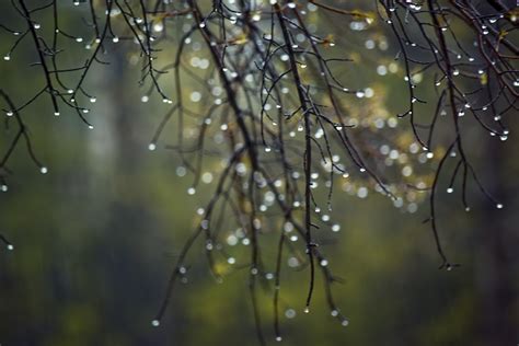 active remedy    rain  plants