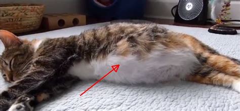 unborn kittens pulses  pregnant cats belly