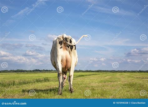 grazing cow from behind swinging tail and large udder in a field under