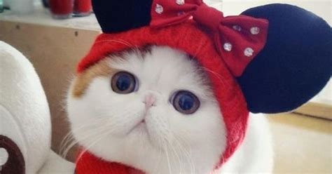 gambar cute kucing mata bulat  comel  dunia