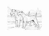 Dog Airedale Terrier Coloring Breed Pages sketch template
