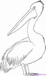Pelican Australian Drawing Drawings Birds Brown Line Coloring Draw Pages Bird Outline Clipart Dessin Animal Pelikan Animals Colouring Tattoo Australia sketch template