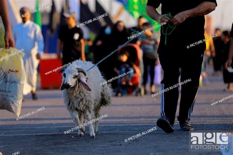 25 September 2021 Iraq Baghdad A Man Pulling A Sheep Marches With