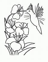 Hummingbird Coloring Pages Printable Kids Hummingbirds Bestcoloringpagesforkids Flower Sheets Para Flores Colibri Dibujos Adult Adults Pintar Tela Pintura sketch template