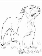 Terrier Bull Staffordshire Coloring Pages Dog Printable Drawing Colouring Boston Print Supercoloring Pitbull Australian Russell Jack Staffy Pit Dogs Color sketch template