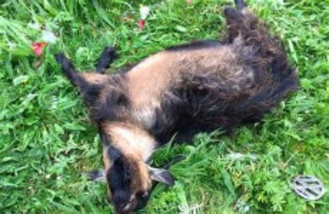 animal rescue charity   dead pygmy goat   field  west dublin