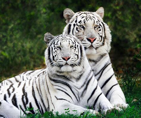 koleksi cemerlang  gambar harimau putih marah