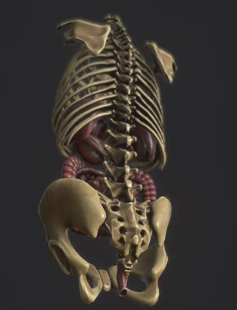 3d Model Anatomy Skeleton Pelvis Spinal Column Human Ribs And Organ Pbr