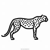 Cheetah Leopardo Cazador Asta Ponzo Vectorified Ultracoloringpages sketch template