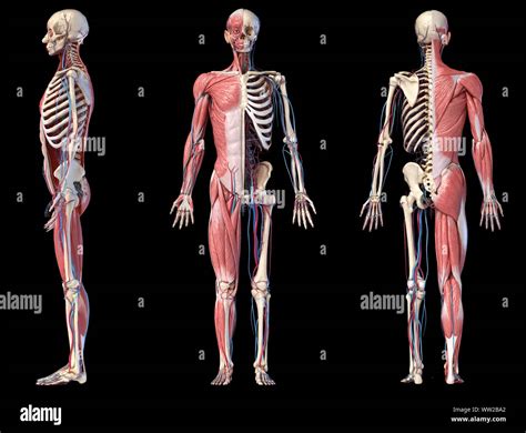 anatomia humana completa del cuerpo esqueletico muscular