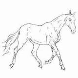 Saddlebred Akhal Teke Realistic Momjunction Breeds sketch template