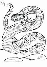 Rattlesnake Coloring Viper Pages Western Diamondback Snake Getcolorings Getdrawings Color Printable Colorings sketch template