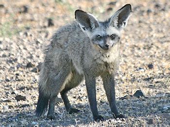 bat eared fox information