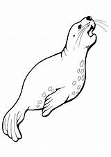 Seal Foca Robbe Ausmalbilder Mammals Lions Momjunction Kids Colouring Dibujosonline Coloringonly Categorias Colorironline Coloringfolder sketch template