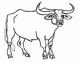 Bull Toros Buey sketch template