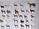 犬 系統図 に対する画像結果.サイズ: 131 x 100。ソース: item.rakuten.co.jp