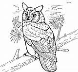 Owl Coloring Horned Great Pages Owls Color Real Printable Gray Coloringcrew Book Animal Drawing Colouring Draw Birds Visit sketch template