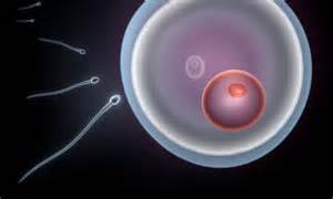 male contraception cutting of sperm s power supply could make a man