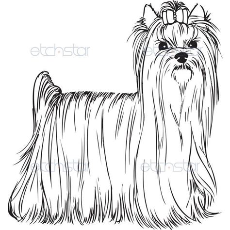 yorkie coloring pages akc yorkshire terrier standing im feeling