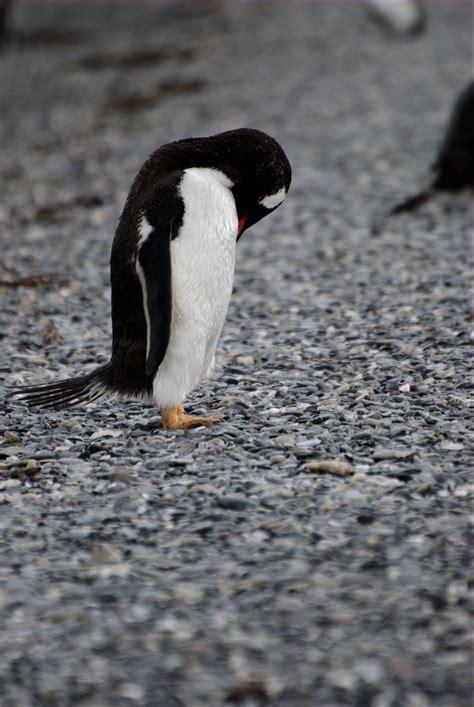 papua penguin ii gentoo penguin luis alejandro bernal romero httpaztlekcom flickr