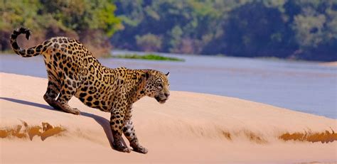9 day land of the jaguar inspiring vacations