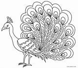 Peacock Coloring Pages Kids Drawing Bird Printable Outline Feather Cool2bkids Color Sheets Children Print Adult Mandala Easy sketch template