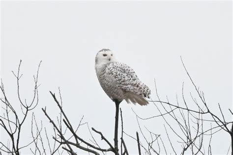 ebird checklist 3 jan 2023 amherst island 23 species