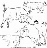 Bull Riding Coloring Pages Getcolorings Getdrawings sketch template