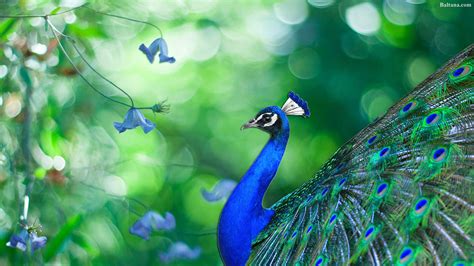 26 Peacock Wallpapers Hd Backgrounds Free Download Baltana