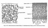 Lichen Thallus Internal Lichens sketch template