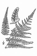Fern Ferns Coloring Athyrium Femina Filix Sketch Usda sketch template