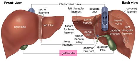 human liver regeneration