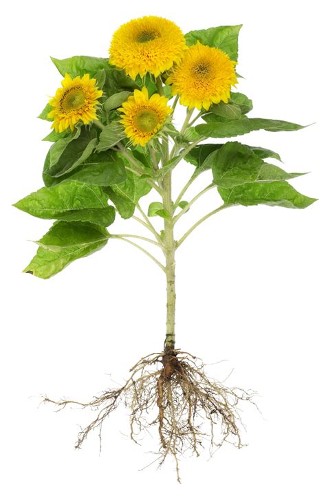 plethora  facts   radiant  resplendant sunflower gardenerdy