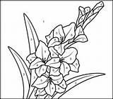 Gladiolus Coloritbynumbers sketch template