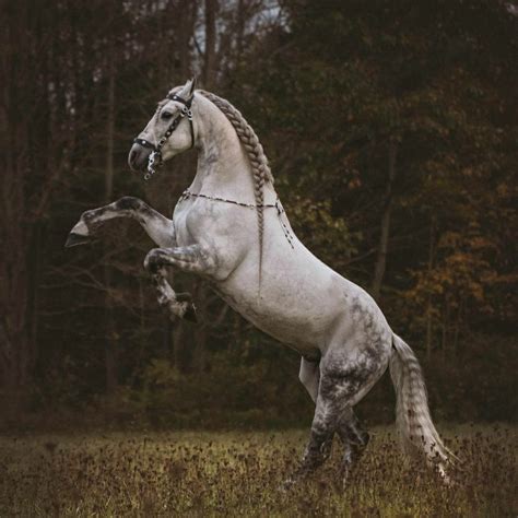 warlander andalusian friesian friesian pretty horses horse photography hooves horse art