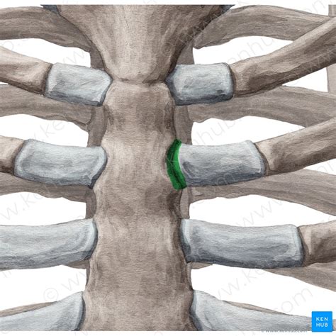 costochondral joint