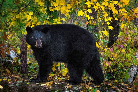 black bears   washington state   animals