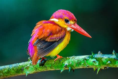 super fotos de aves bn ivango