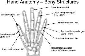 interphalangeal joints medically