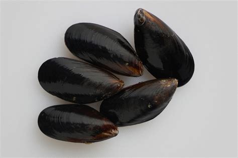 black mussels slade gorton