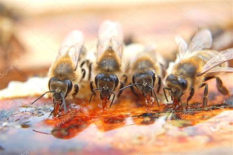 bees eating honey stock photo  dariosz